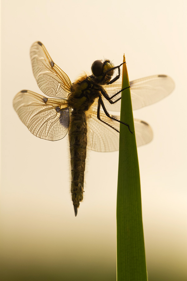 Four Spotted Chaser 8